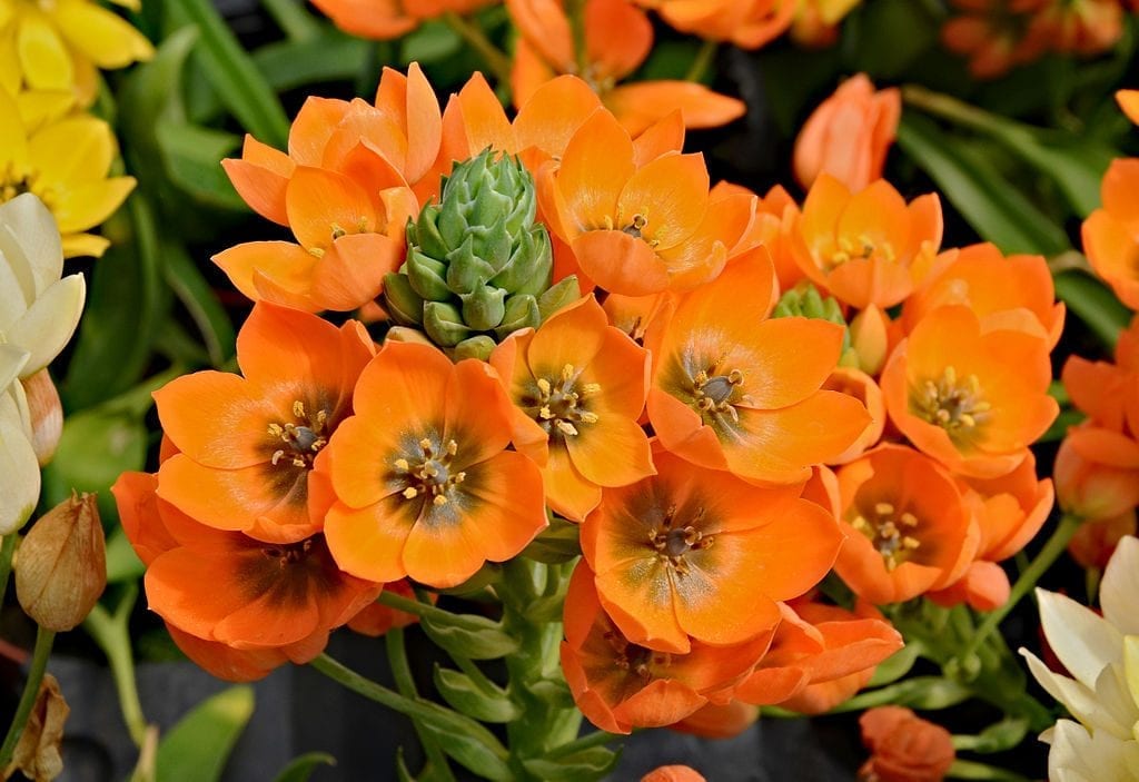 El Ornithogalum dubium es una planta bulbosa