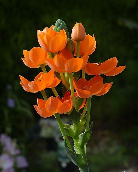 Las flores del Ornithogalum dubium son naranjas 