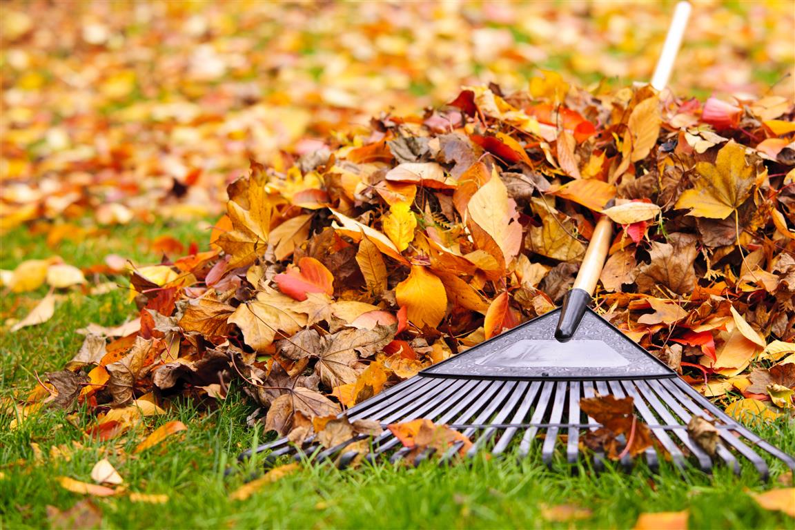 Cuidados del jardín en otoño en clima español