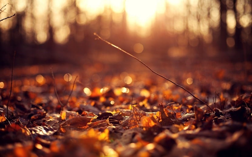 Hojas de otoño