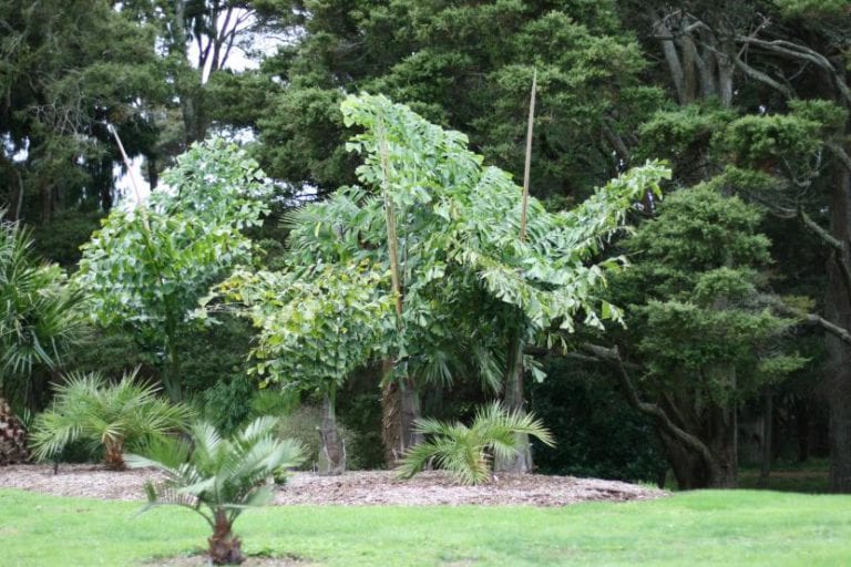 Hoja bipinnada de Caryota obtusa con folíolos en cola de pez