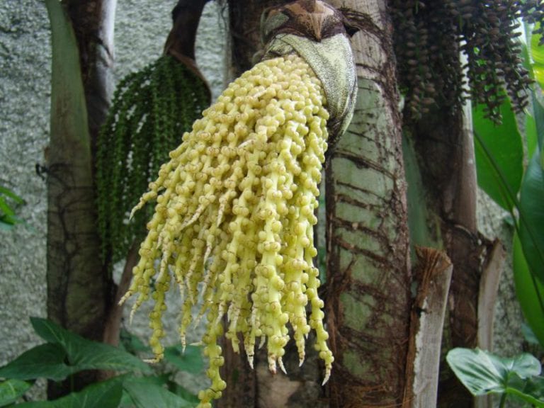 Inflorescencia colgante de Caryota urens