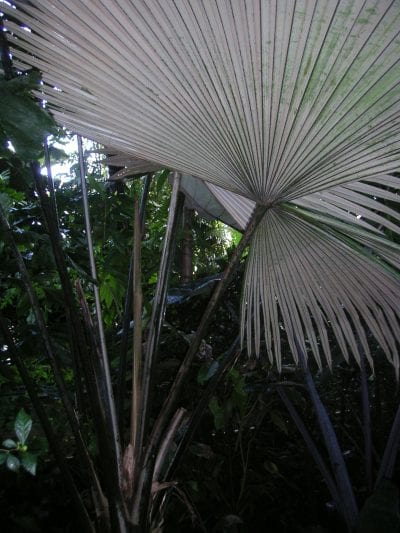Kerriodoxa elegans en hábitat