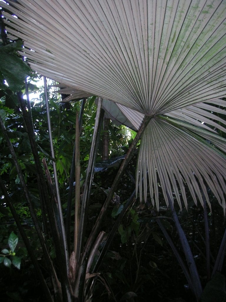 Kerriodoxa elegans en su hábitat de sotobosque
