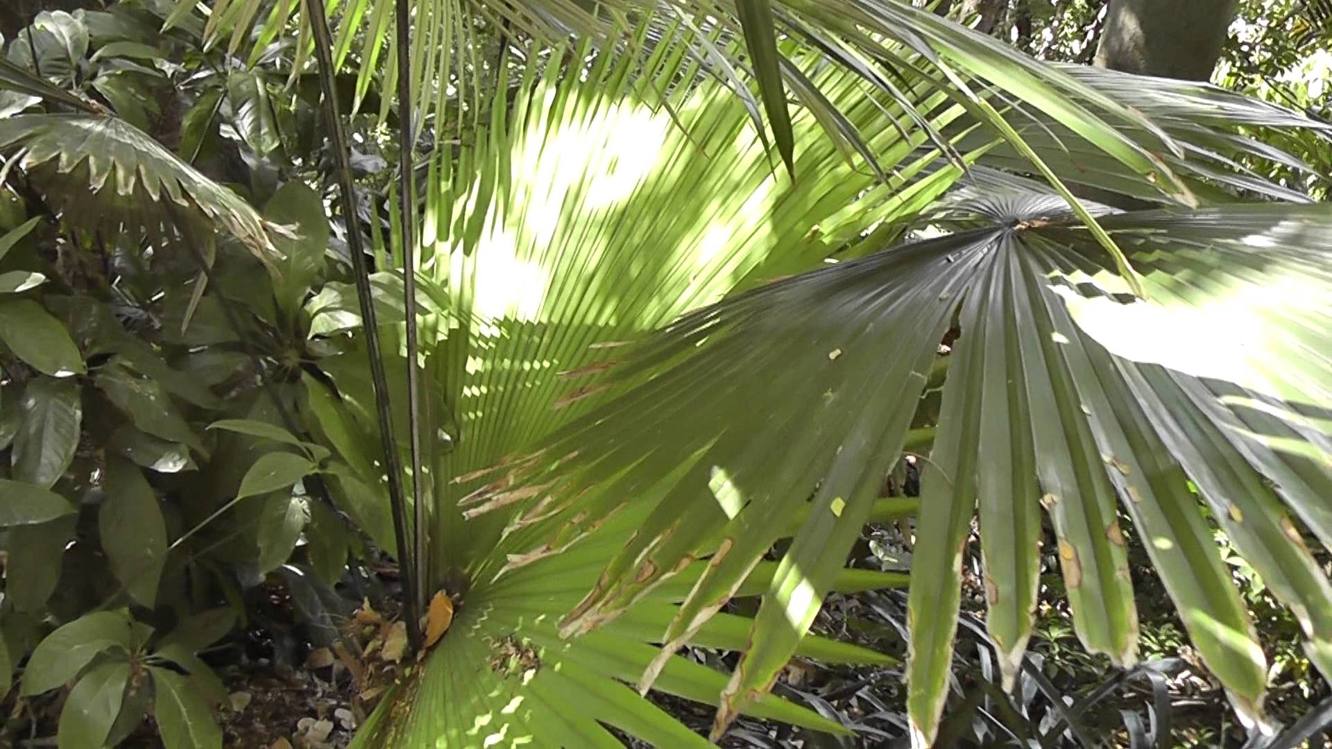 Kerriodoxa elegans: la palmera de plata tailandesa