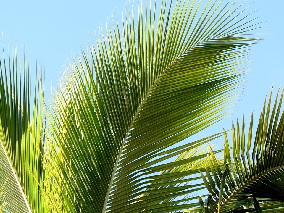 Cómo plantar, podar y regar una palmera