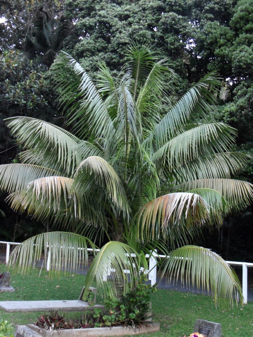 Ejemplar adulto de la palmera kentia