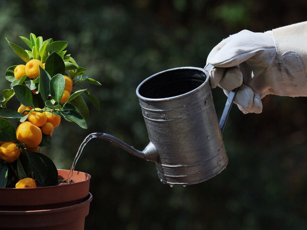 Regadera metálica regando una planta
