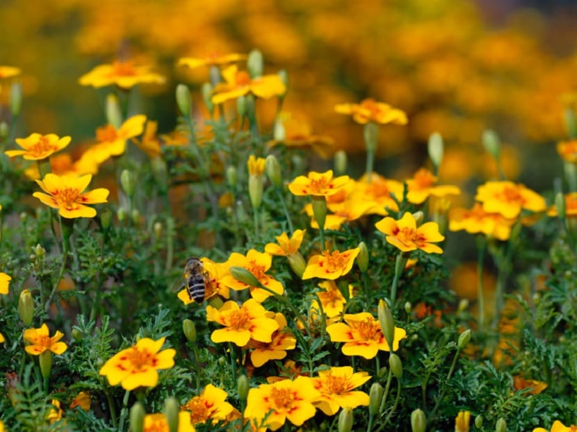 Pericón (Tagetes lucida): cultivo, usos y diferencias