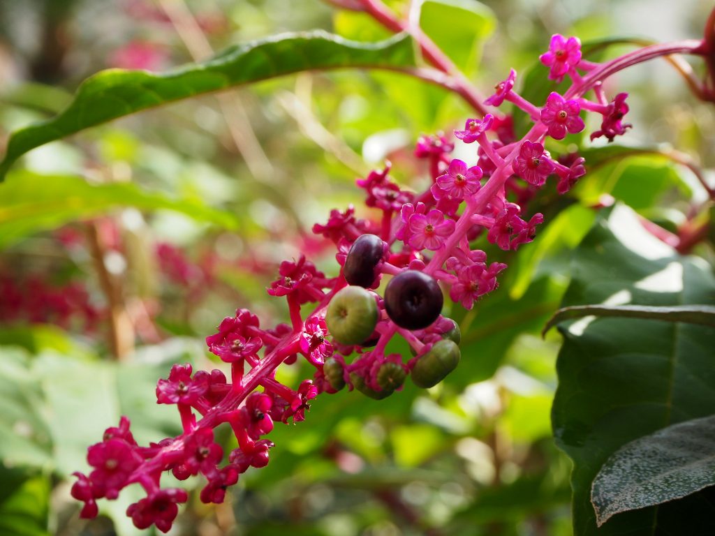 Phytolacca americana: tóxica e invasora en España