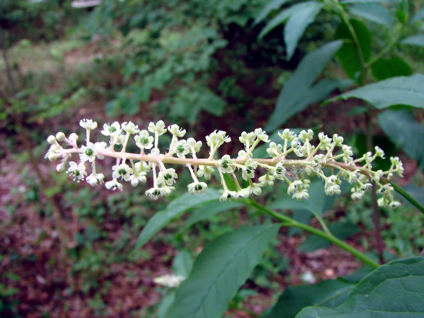 Racimos de flores y frutos de fitolaca