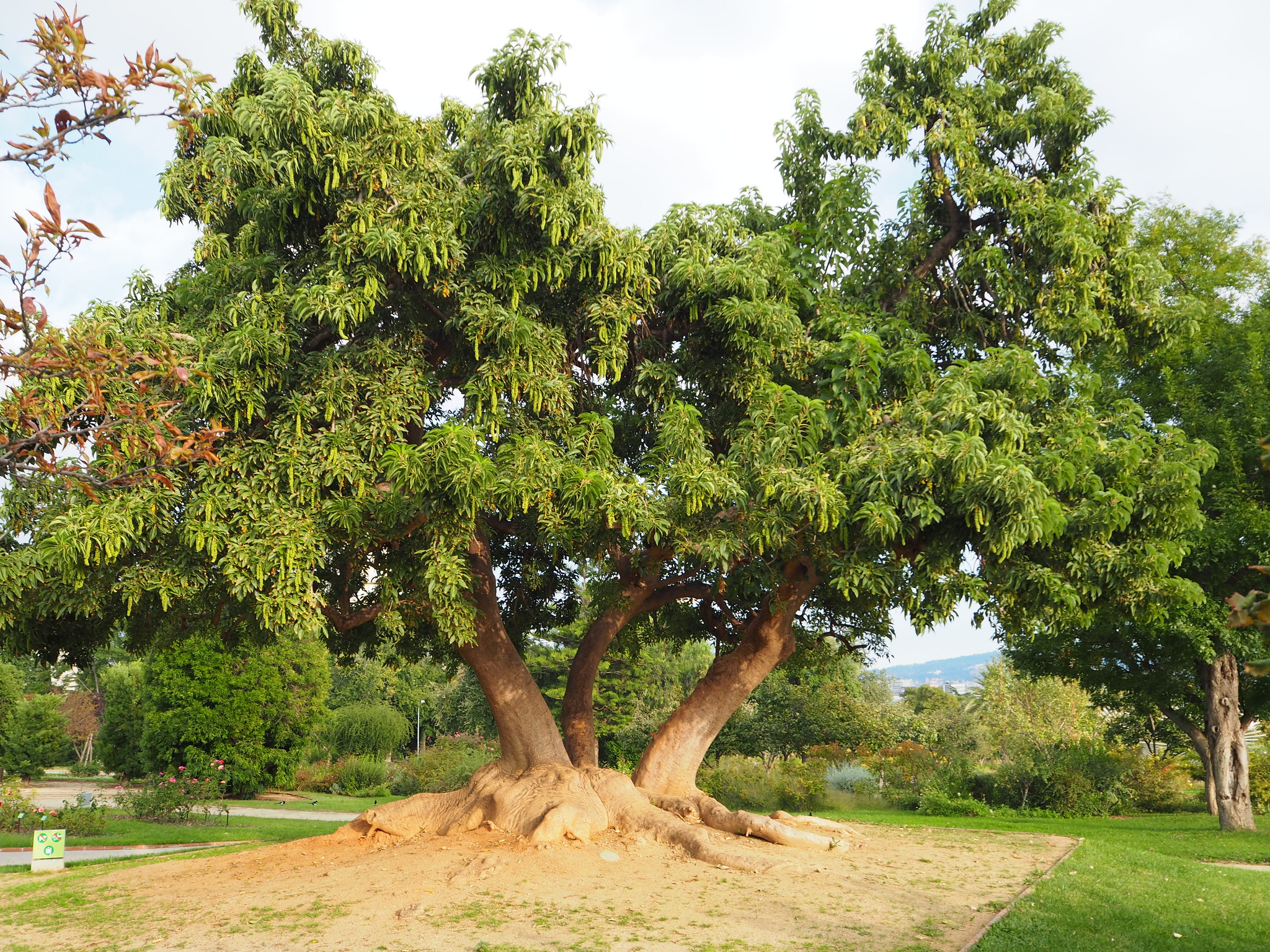 Vista del árbol de ombú