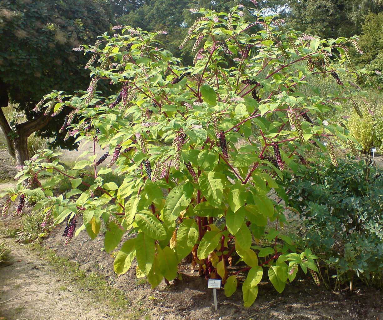 Vista de la Phytolacca americana