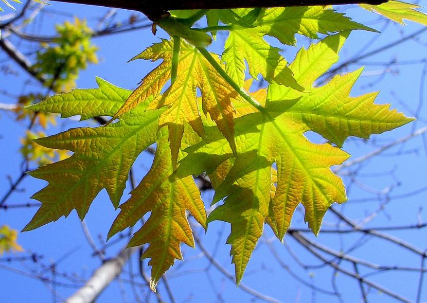 Hojas de Acer saccharinum