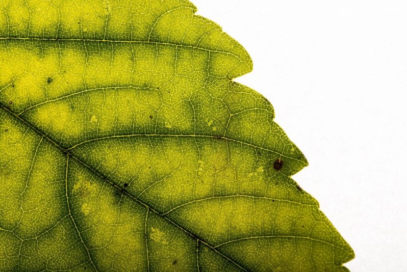 Hoja con clorosis entre los nervios