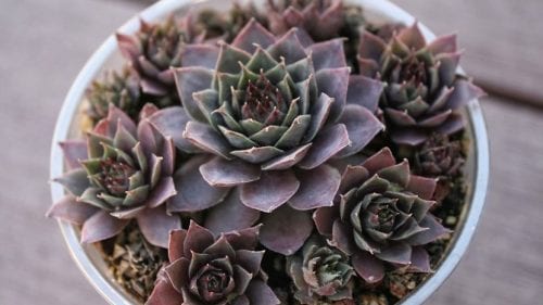 Cultivo de la siempreviva en el jardín