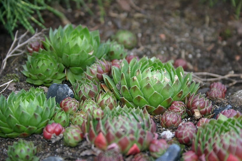Planta siempreviva: cuál es cuál y cómo se cultiva