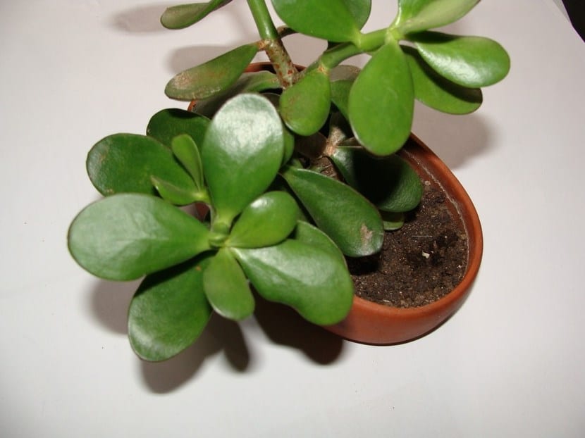 Cambio de maceta en plantas de interior: cuándo y cómo