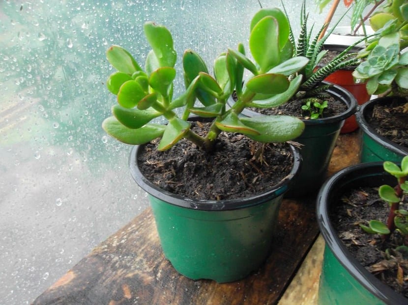 Plantas de interior