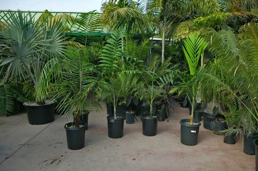 Plantas de interior