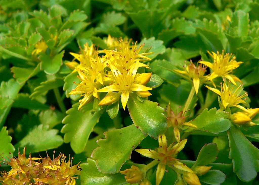 Sedum kamtschaticum en flor sobre piedra