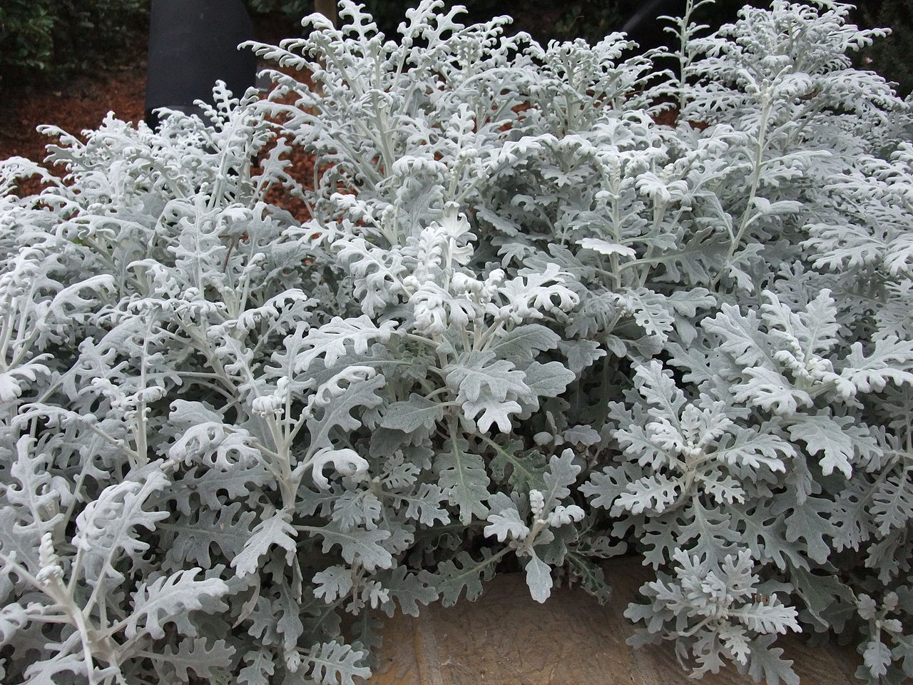 Vista de la Cineraria maritima