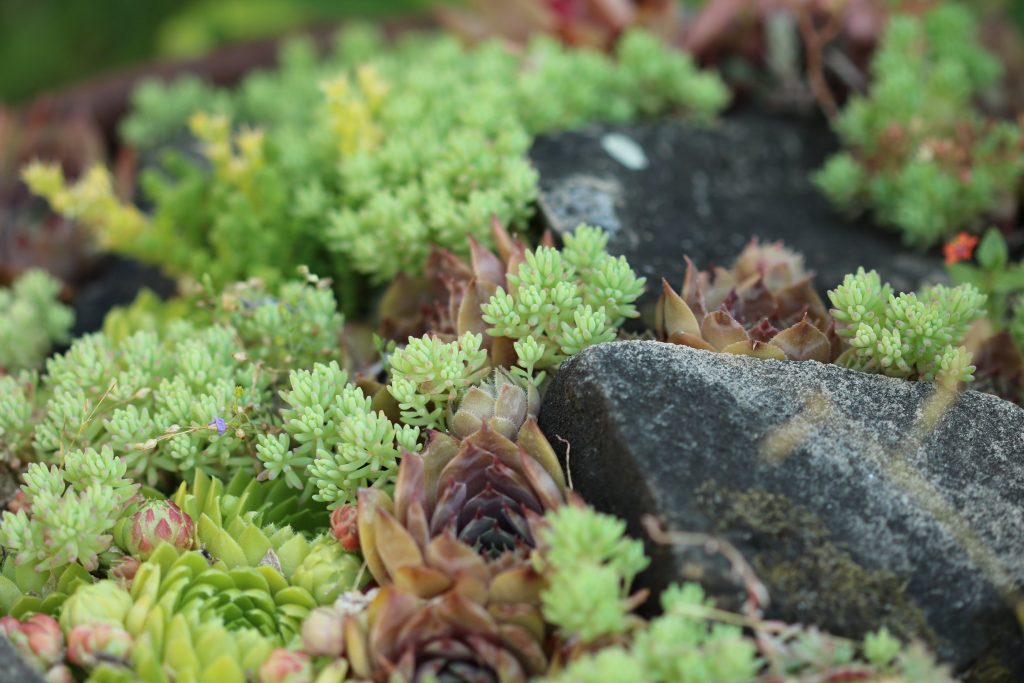 Plantas de rocalla: qué son y cómo cultivarlas