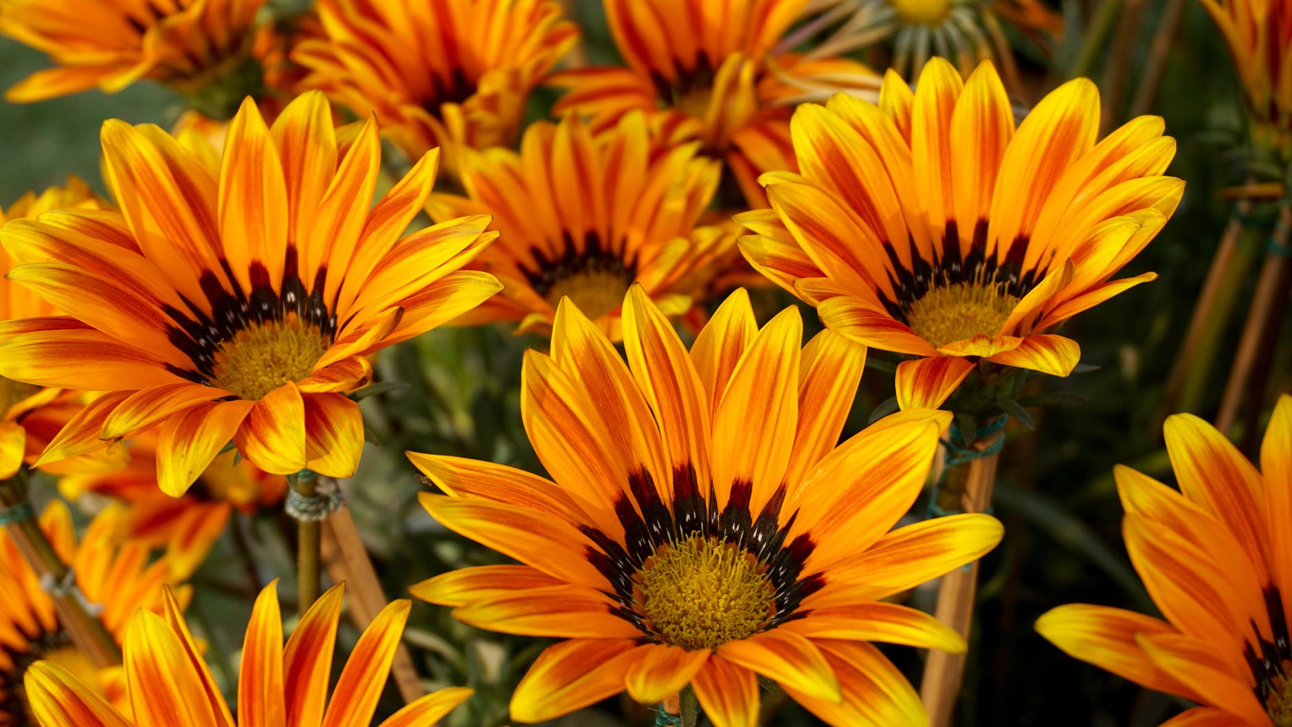 La gazania se abre con el sol