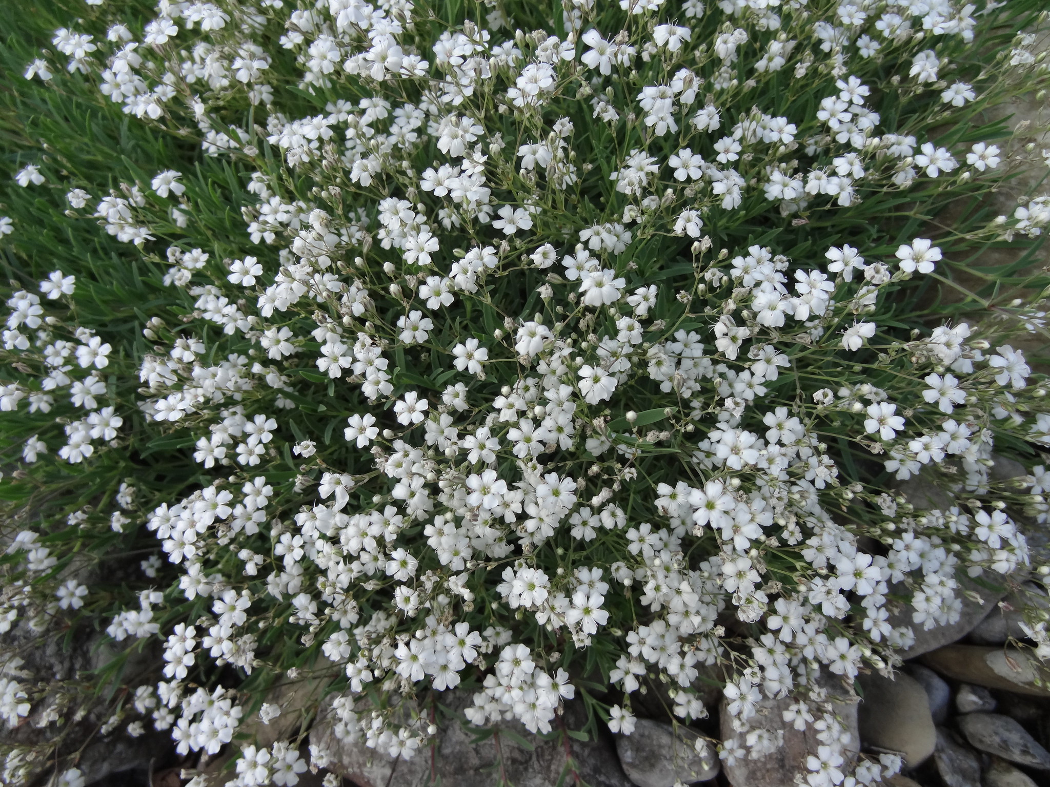 Vista de la Gypsophila