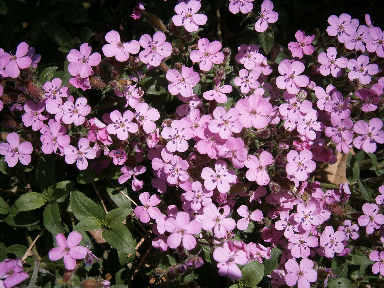 Vista de la saponaria en flor