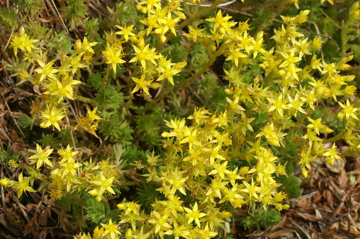 Vista del Sedum acre en flor