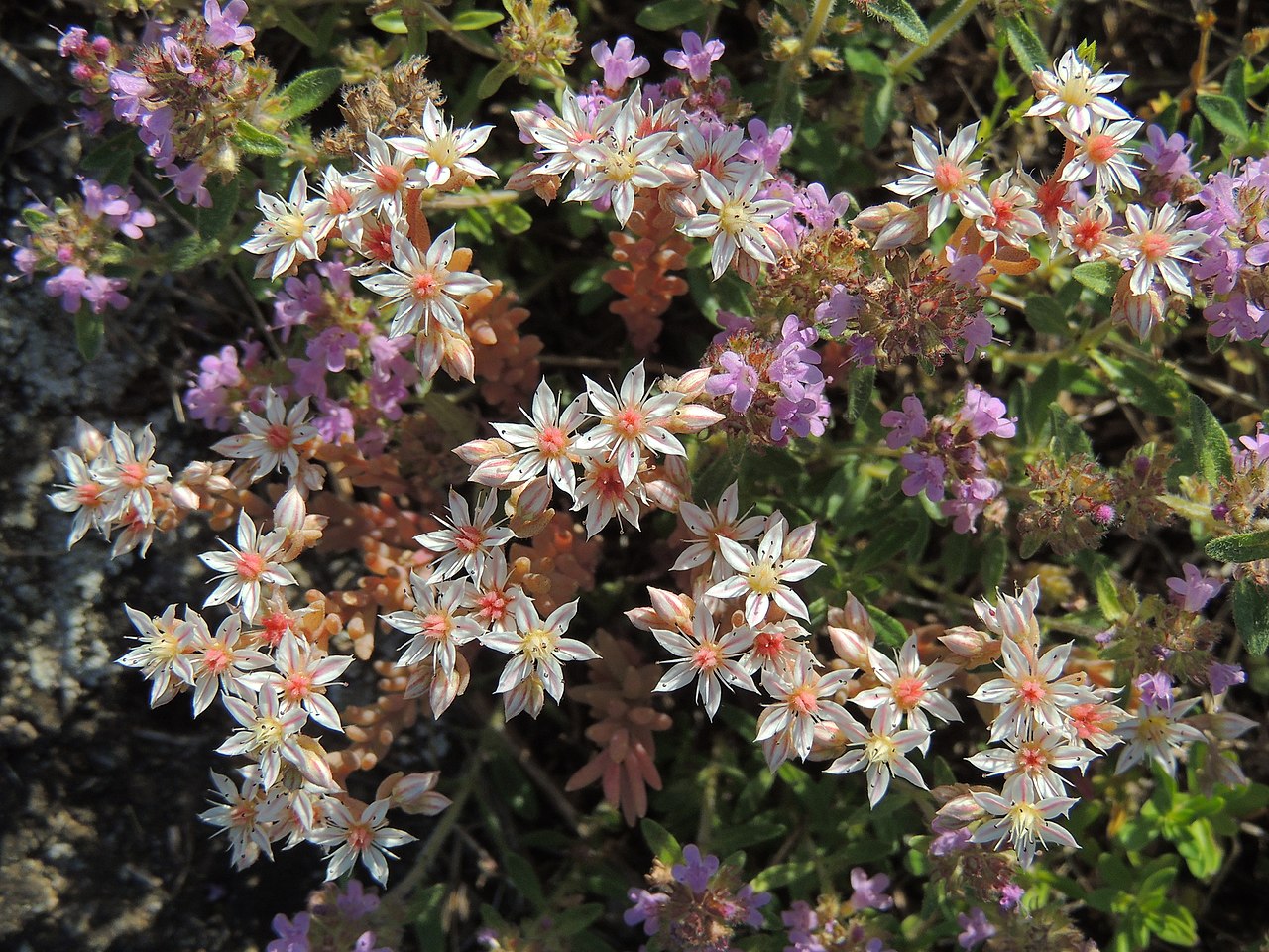 Vista del Sedum album