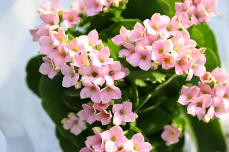 Plantas fáciles de cuidar: cuáles y por qué lo son