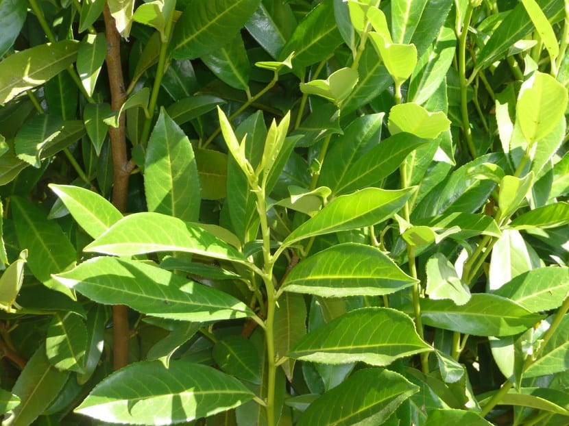 Plantas para eliminar las cucarachas: qué hay de cierto