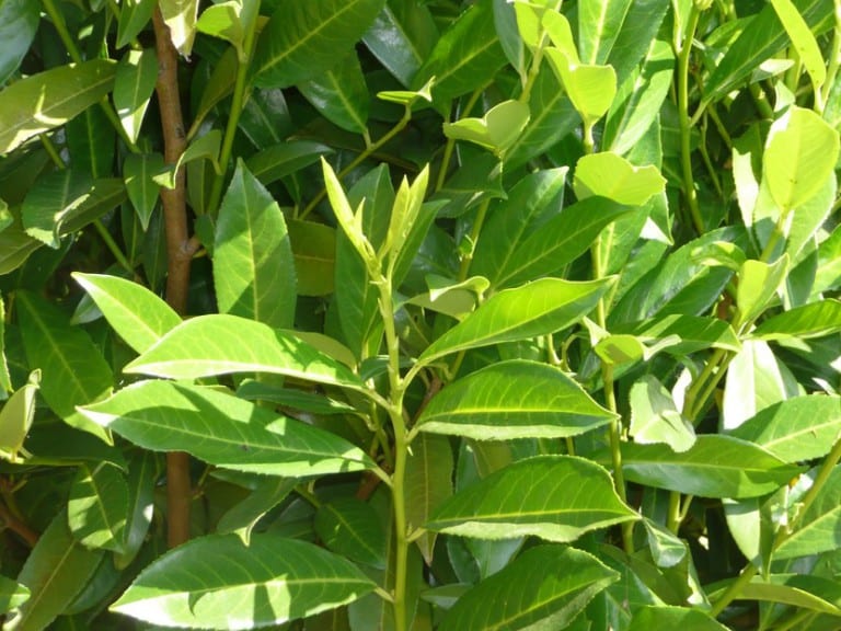 Hojas de laurel