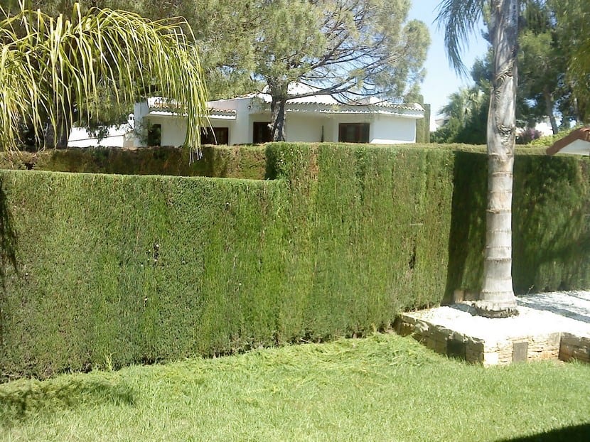 Plantas para setos altos de más de 2,5 metros