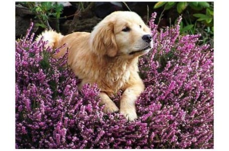Perro tumbado junto a plantas de interior