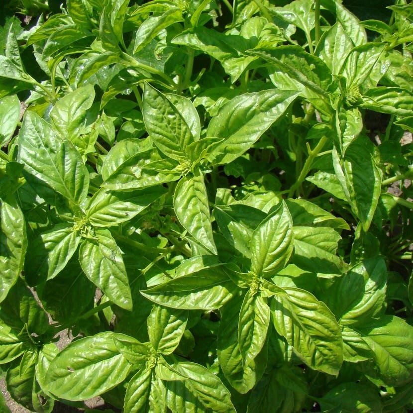 Albahaca
