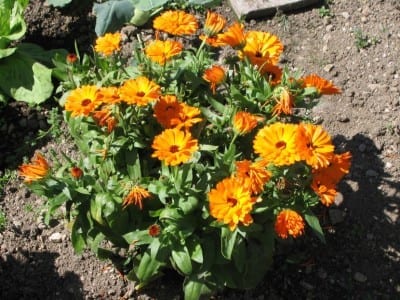 Caléndula en flor