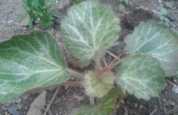 Plantas que se reproducen por hijuelos: cómo separarlos