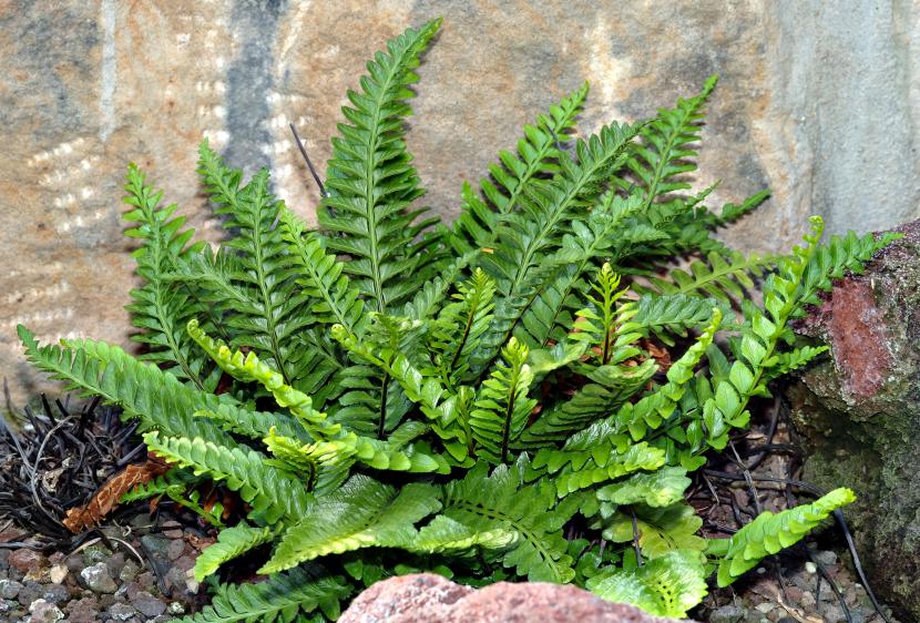 Plantas para empezar el año: cuáles son y cómo cuidarlas