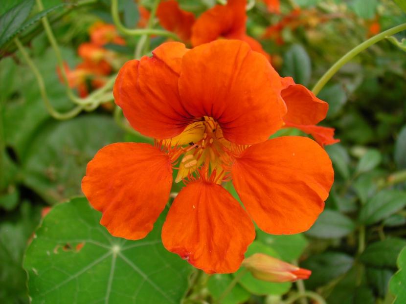 Capuchina