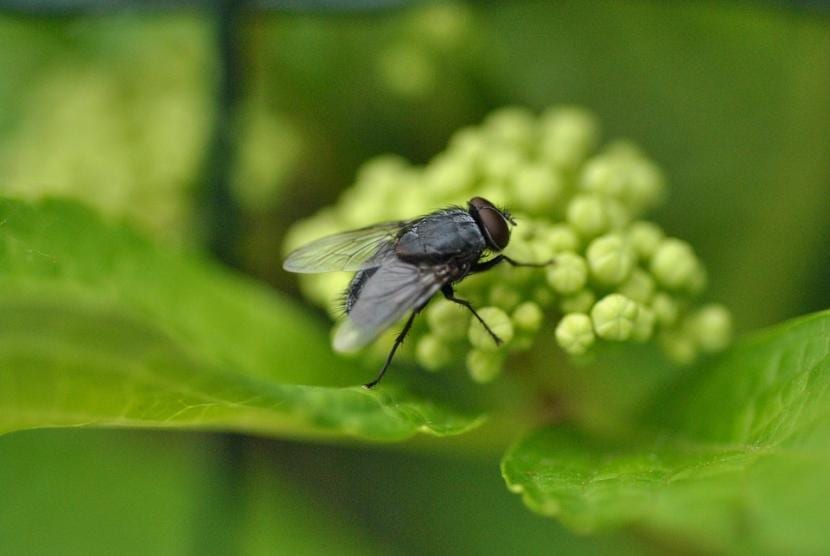 Plantas repelentes de moscas y mosquitos: qué funciona