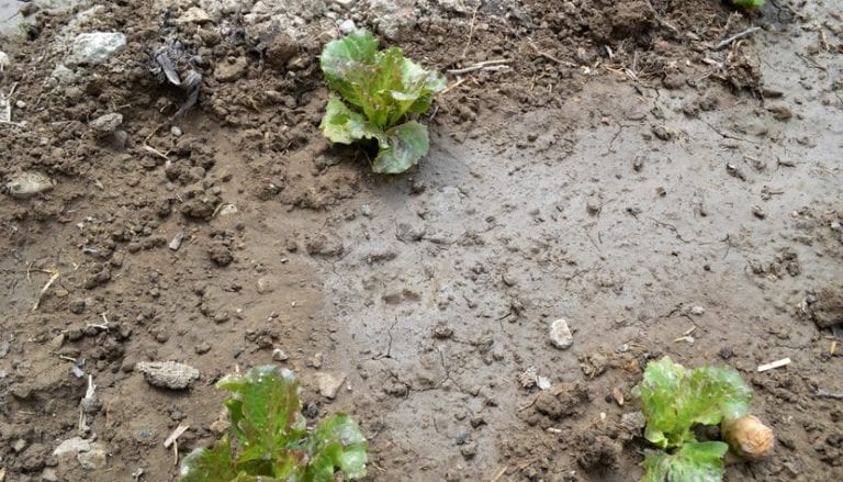 Terreno alcalino de tonos claros con vegetación mediterránea