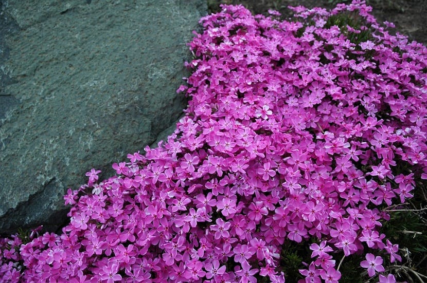 Plantas tapizantes para caminos de jardín