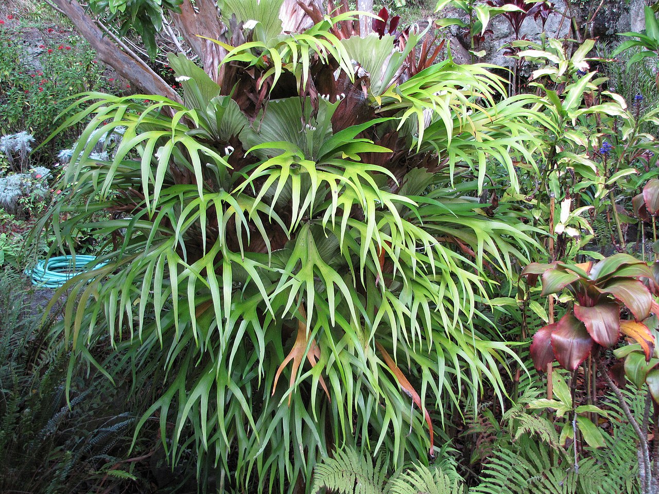 Vista del Platycerium bifurcatum