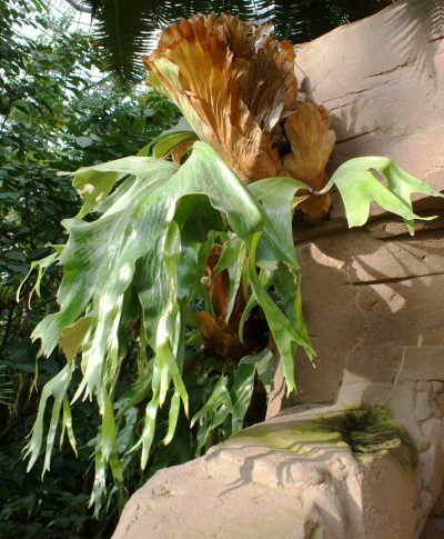 Vista del Platycerium stemaria