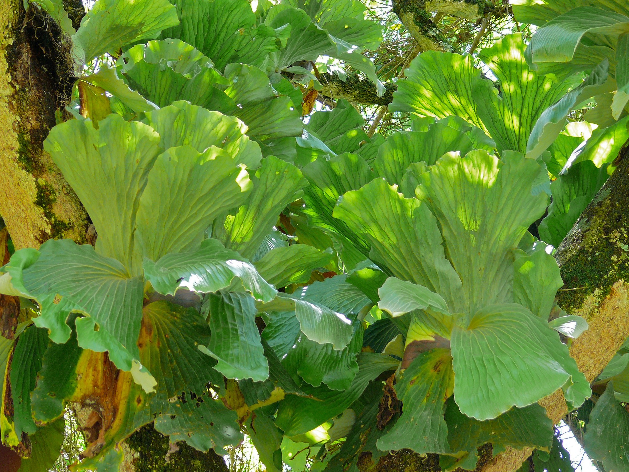 El Platycerium es un helecho tropical
