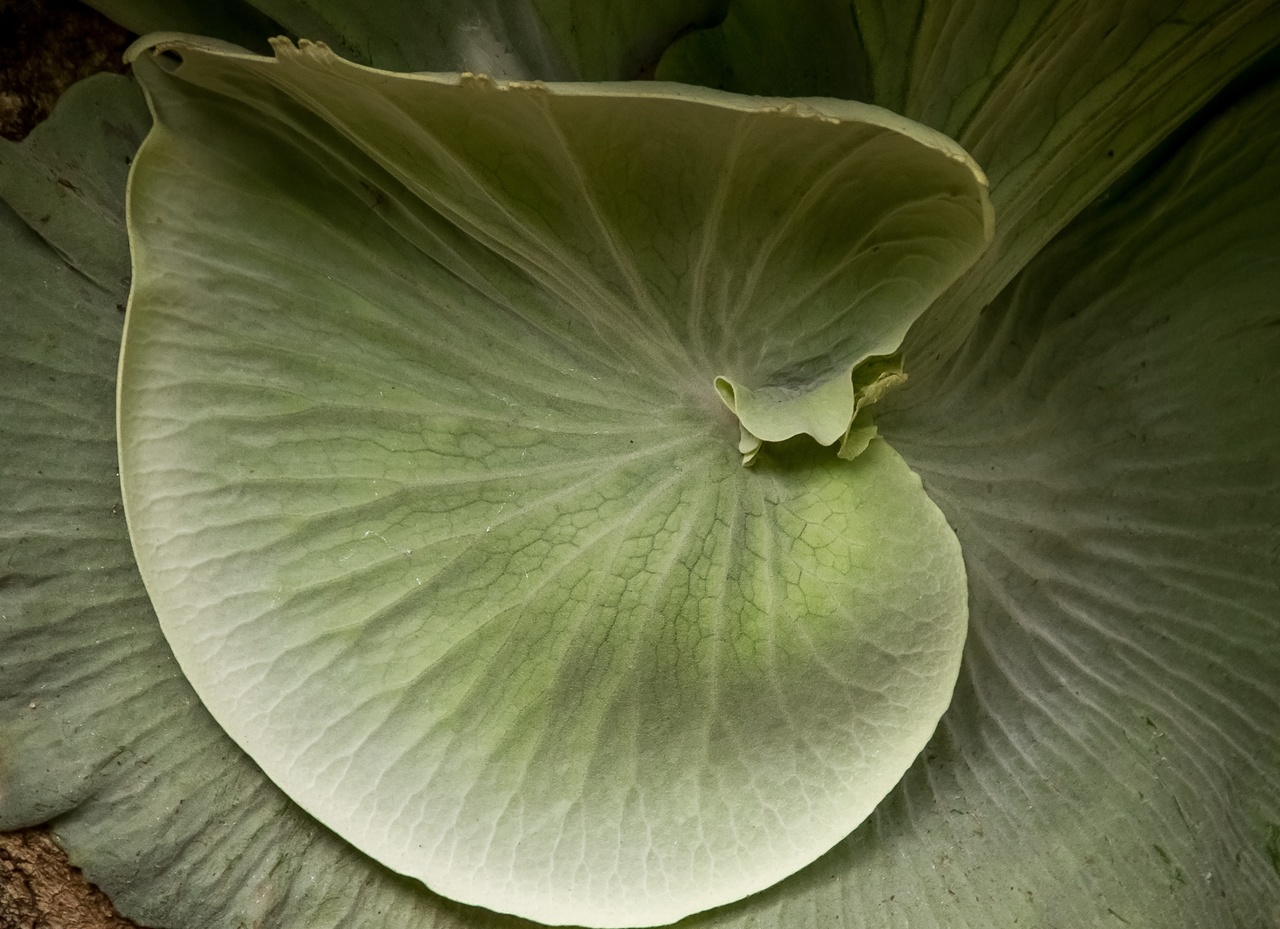 El Platycerium es un helecho tropical
