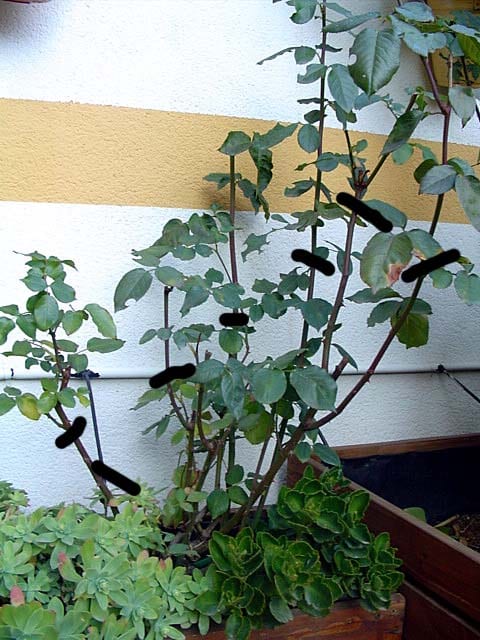 Poda del rosal híbrido de té: cómo y cuándo hacerla